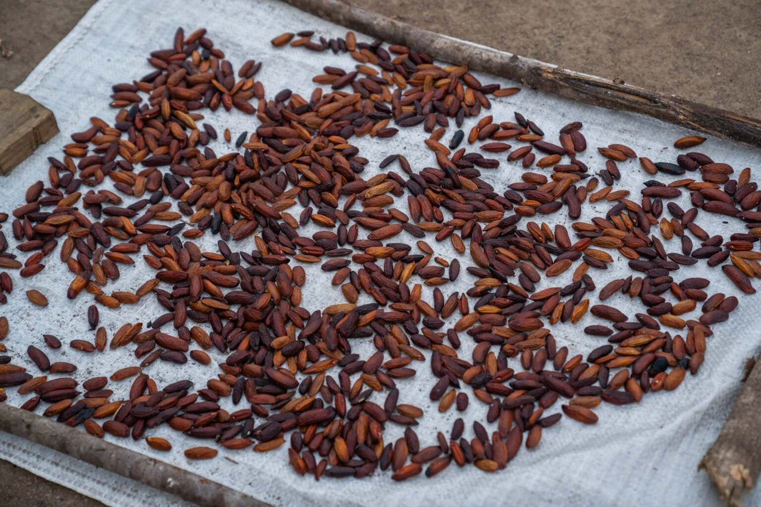 Sementes de cumaru em uma bandeja de secagem